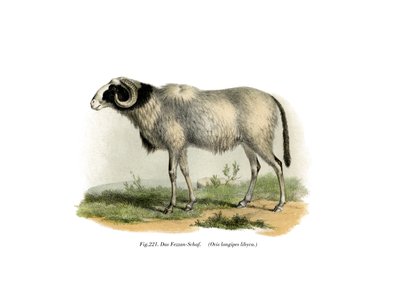 Fezzan Sheep by German School